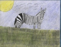Zebra